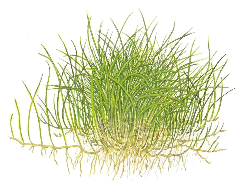 Tropica Eleocharis pusilla 'Mini' 1-2 Grow!