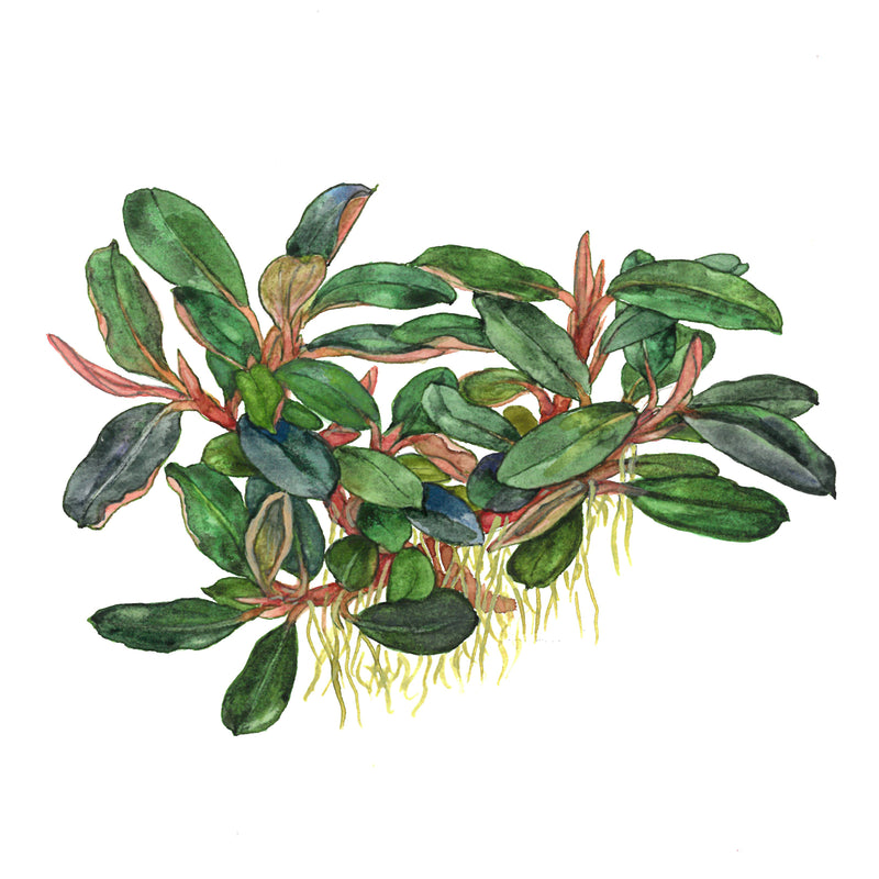 Tropica Bucephalandra sordidula 'Blue'