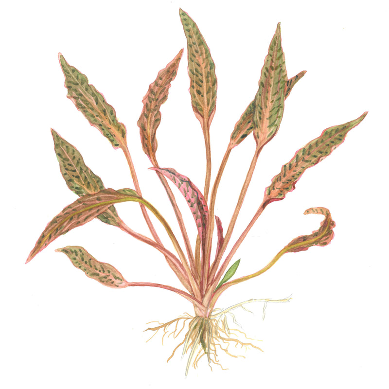 Tropica Cryptocoryne nurii 1-2 Grow!