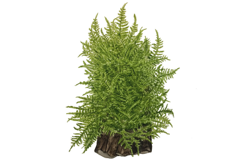Tropica Taxiphyllum alternans 'Taiwan Moss' 1-2-Grow!