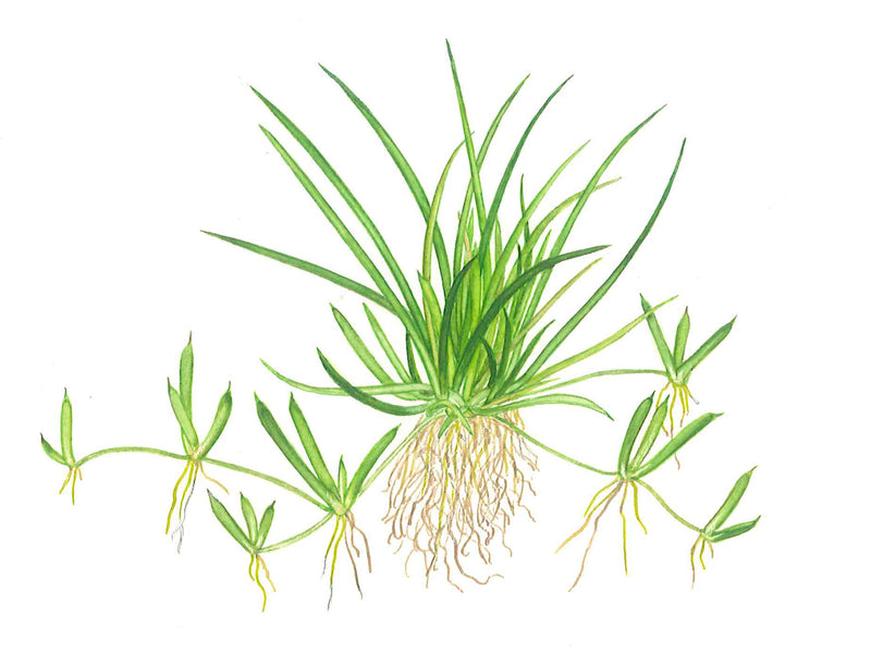 Tropica Littorella uniflora 1-2-Grow!