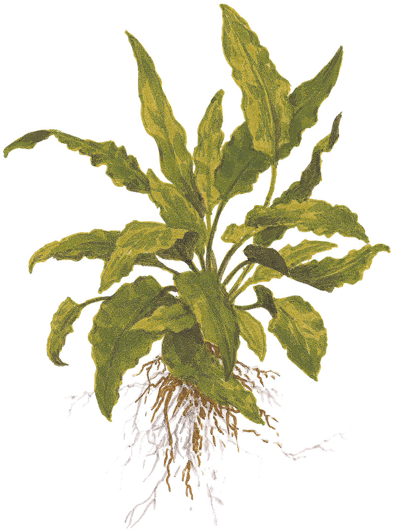 Tropica Cryptocoryne wendtii 'Green' 1-2-Grow!