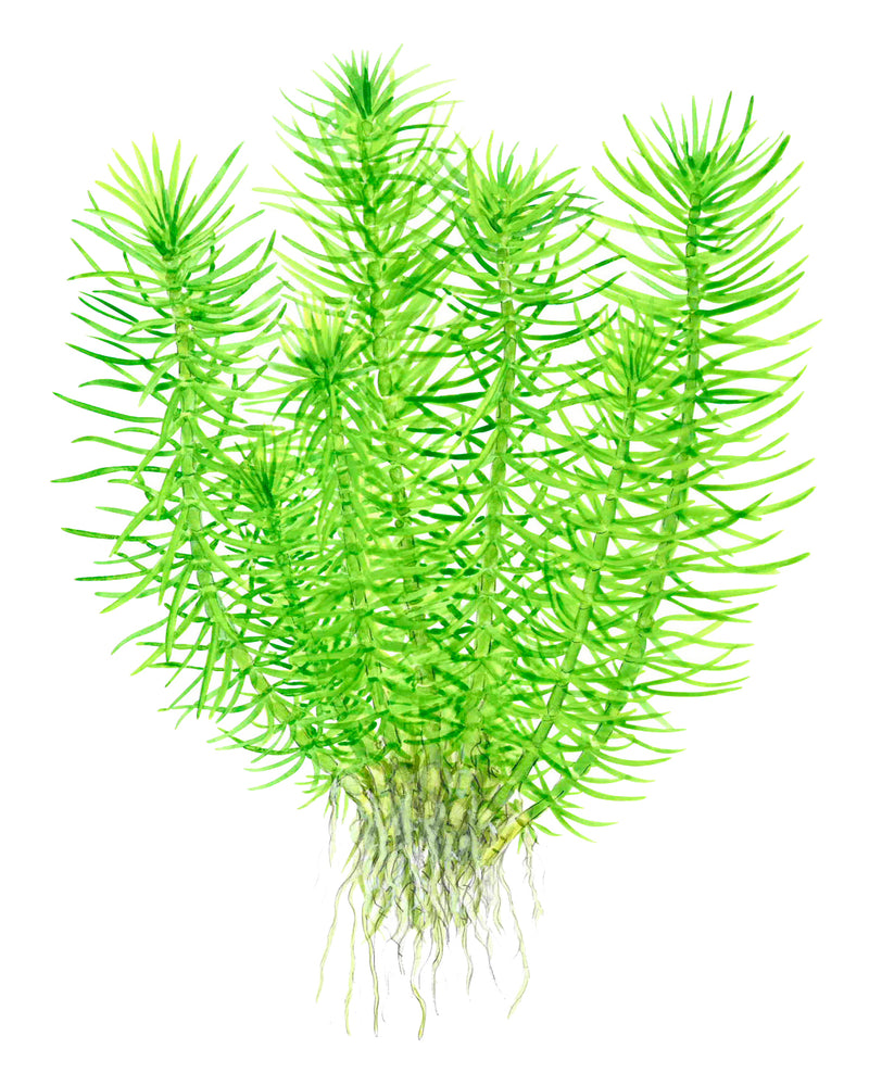 Tropica Pogostemon deccanensis 1-2-Grow!