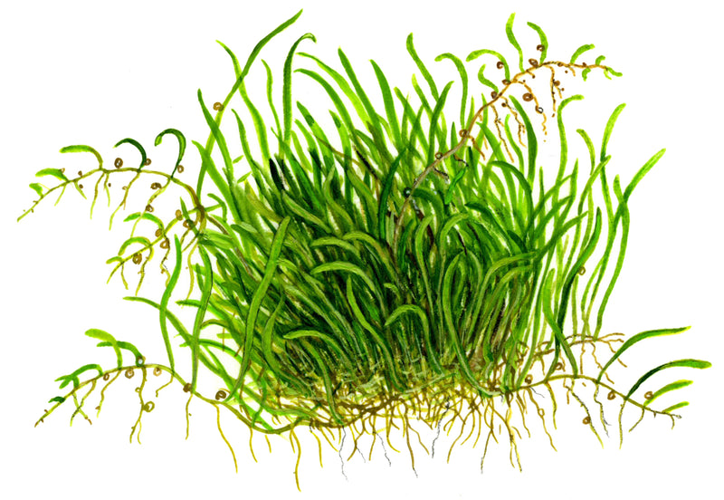 Tropica Utricularia graminifolia 1-2-Grow!
