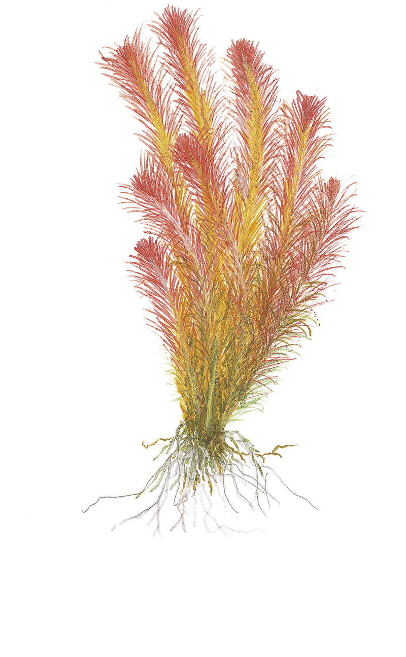 Tropica Rotala wallichii 1-2 Grow!