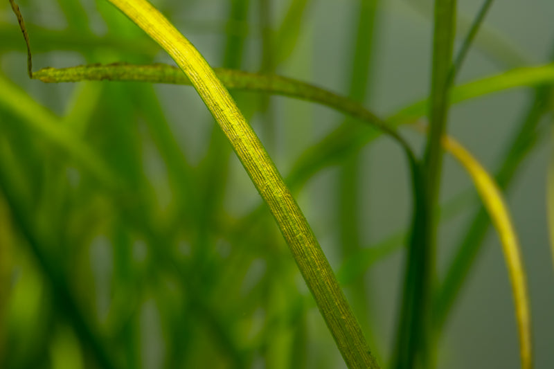 Tropica Sagittaria subulata 'Needle Leaf' 1-2-Grow!