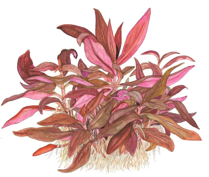 Tropica Alternanthera reineckii 'Mini' 1-2 Grow!