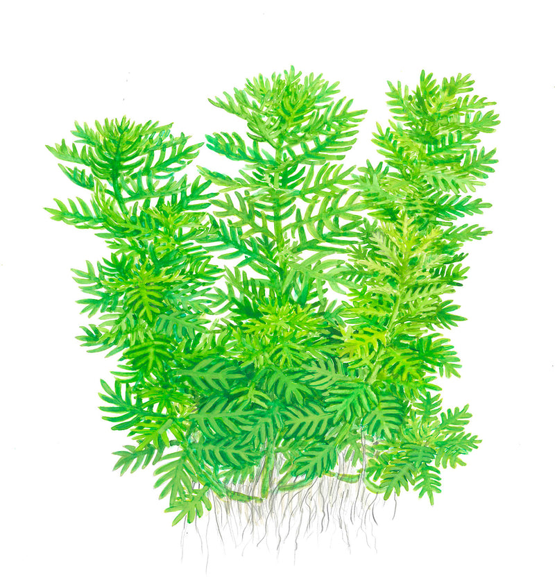 Tropica Hottonia palustris 1-2-Grow!