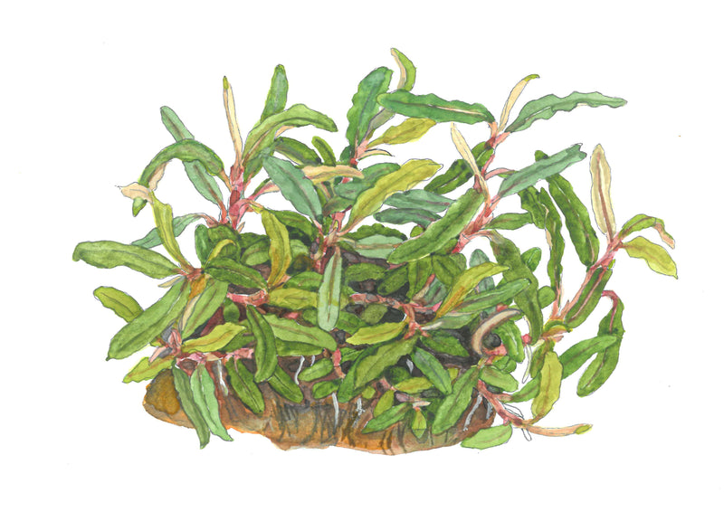 Tropica Bucephalandra sp. 'Needle Leaf' 1-2 Grow!