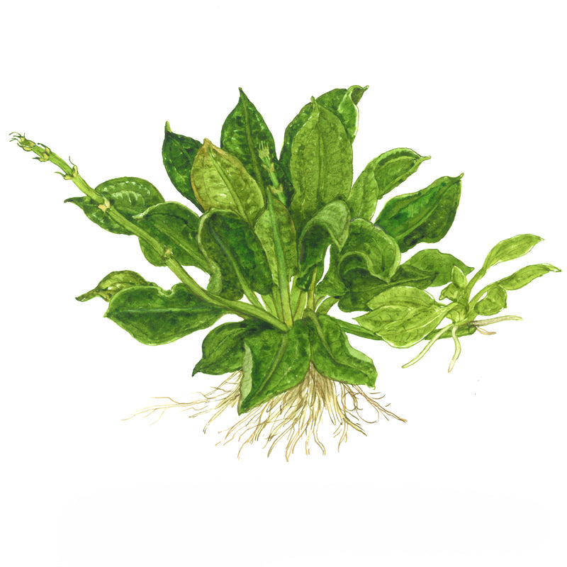 Tropica Echinodorus grisebachii 'Tropica' 1-2-Grow!