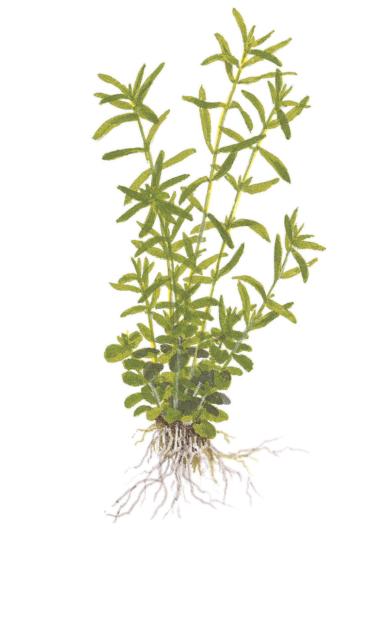 Tropica Rotala rotundifolia 'Green' 1-2-Grow!