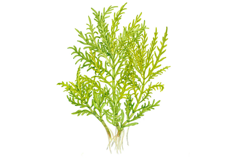 Tropica Hygrophila odora 1-2-Grow!