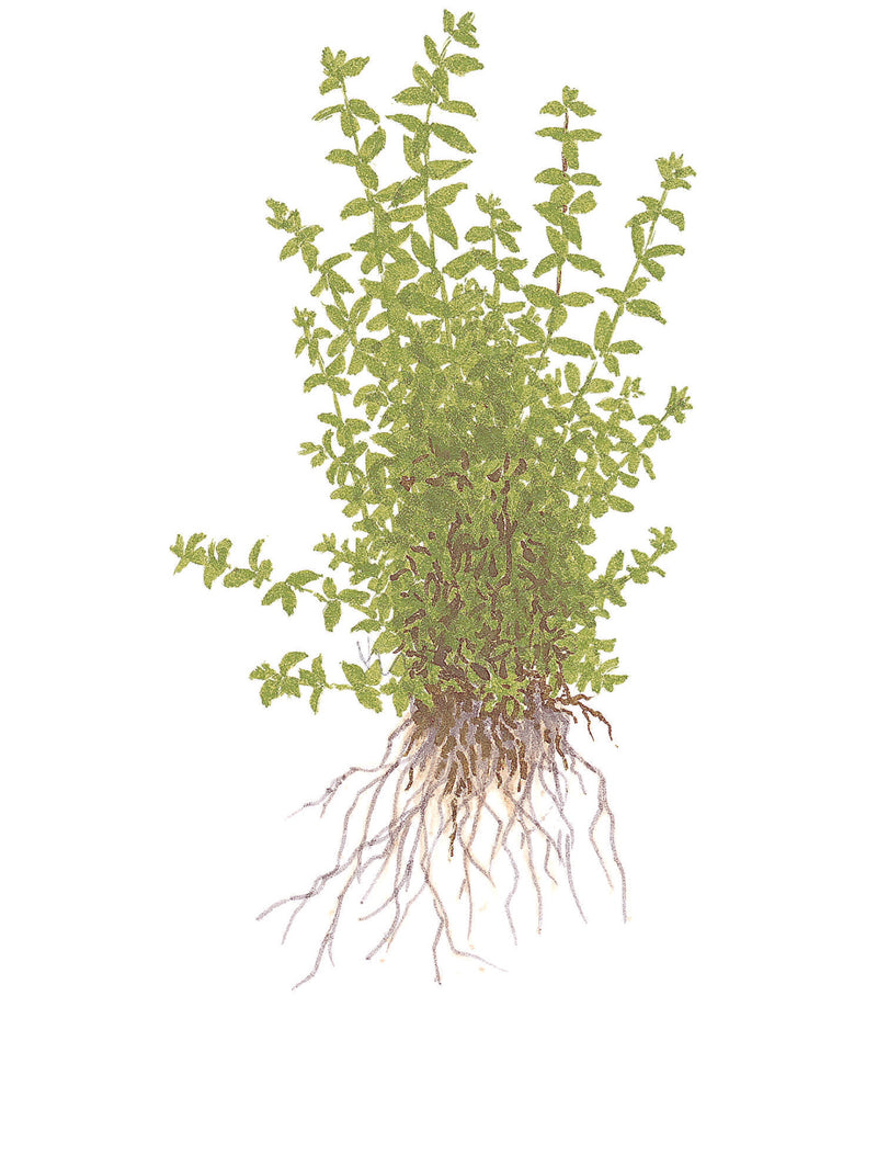 Tropica Micranthemum glomeratum 1-2-Grow!