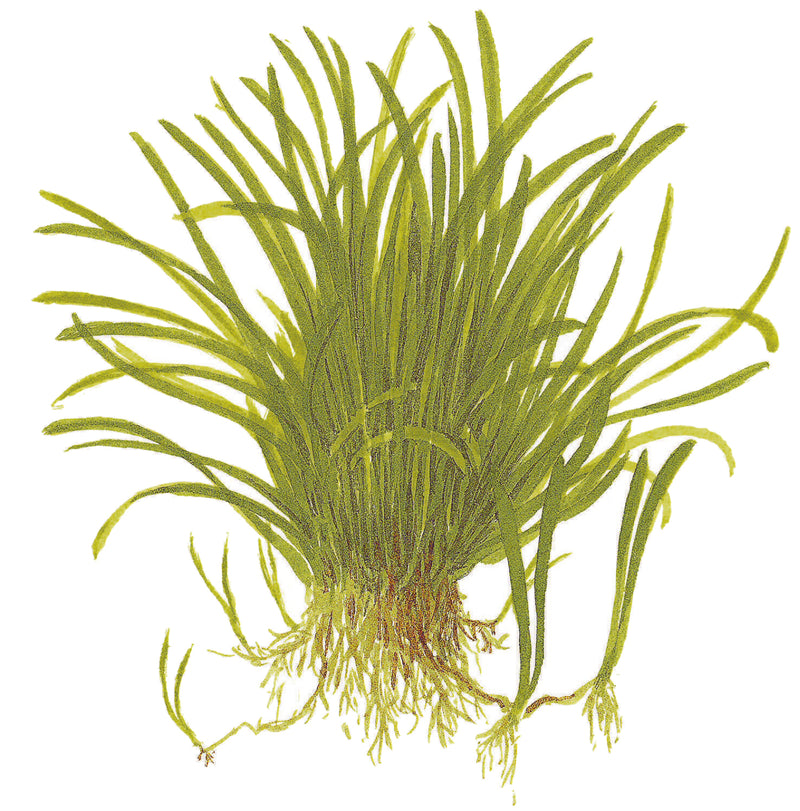 Tropica Lilaeopsis brasiliensis 1-2 Grow!