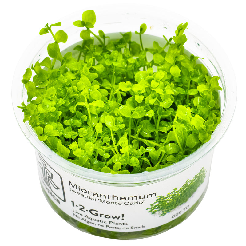 Tropica Micranthemum tweediei 'Monte Carlo' 1-2 Grow!