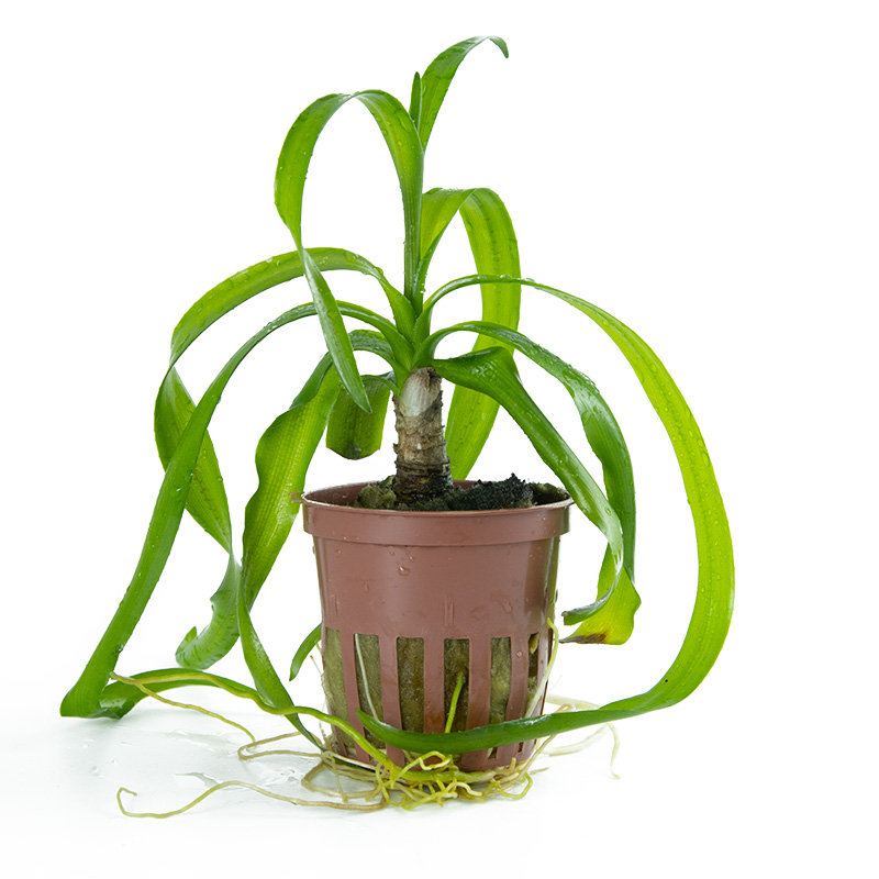 Tropica Crinum Thaianum