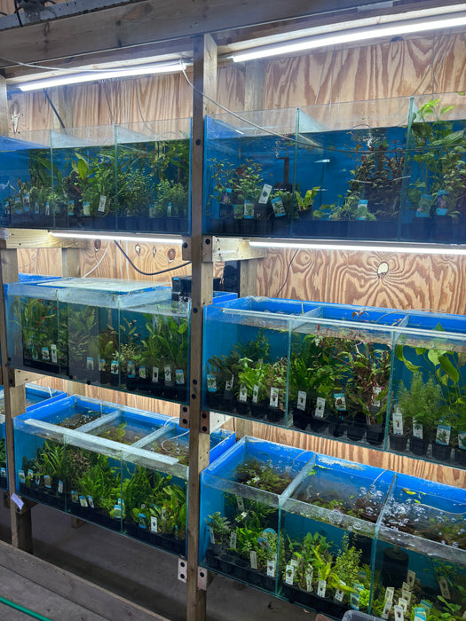 Restplanten Aquariumplanten Mix