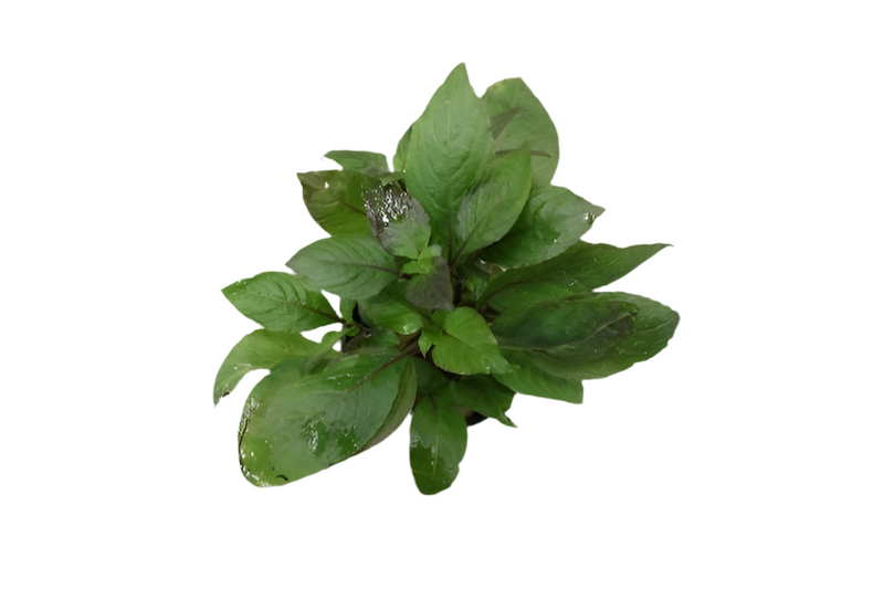 Hygrophila Corymbosa 'Stricta'