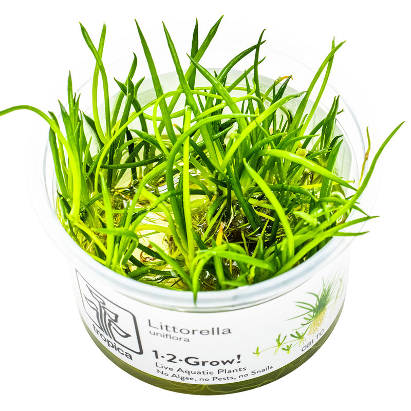Tropica Leptodictyum riparium 1-2-Grow!