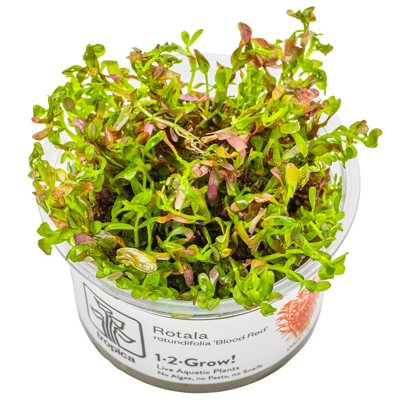 Tropica Rotala rotundifolia 'Blood Red' 1-2 Grow!