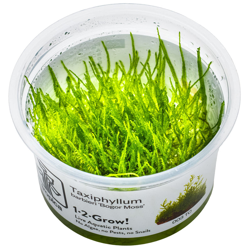 Tropica Taxiphyllum barbieri 'Bogor Moss' 1-2 Grow!