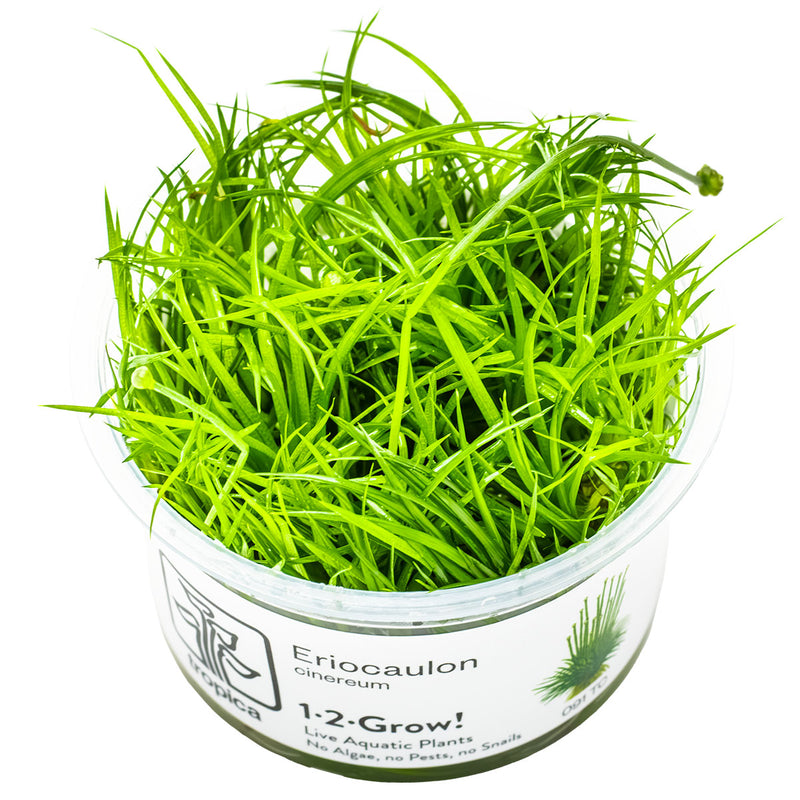 Tropica Eriocaulon cinereum 1-2-Grow!