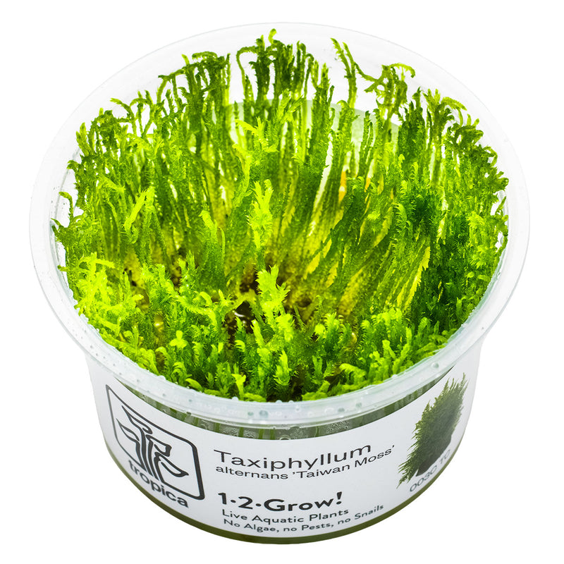 Tropica Taxiphyllum alternans 'Taiwan Moss' 1-2-Grow!