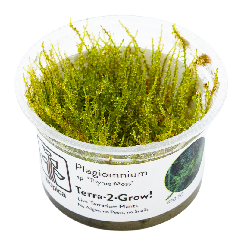 Tropica Plagiomnium sp. 'Thyme Moss' 1-2-Grow!