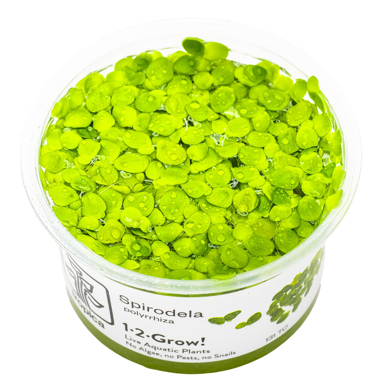 Tropica Spirodela polyrrhiza 1-2 Grow!