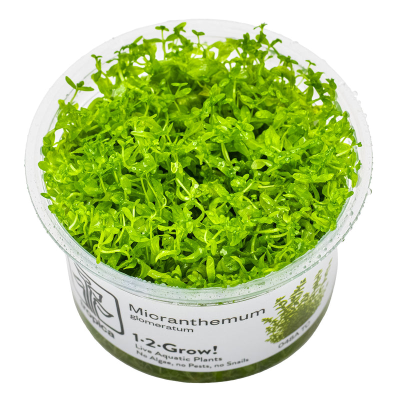 Tropica Micranthemum glomeratum 1-2-Grow!