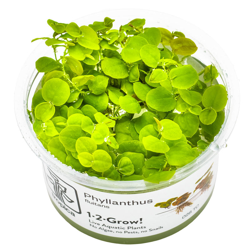 Tropica Phyllanthus fluitans 1-2-Grow!