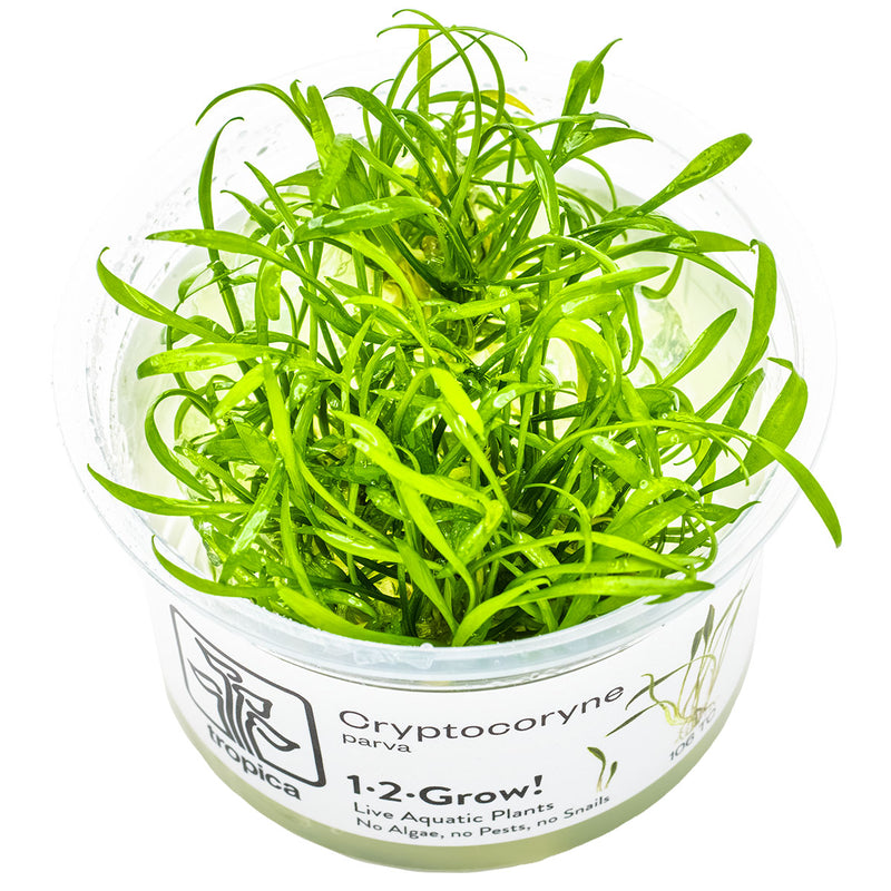 Tropica Cryptocoryne parva 1-2 Grow!