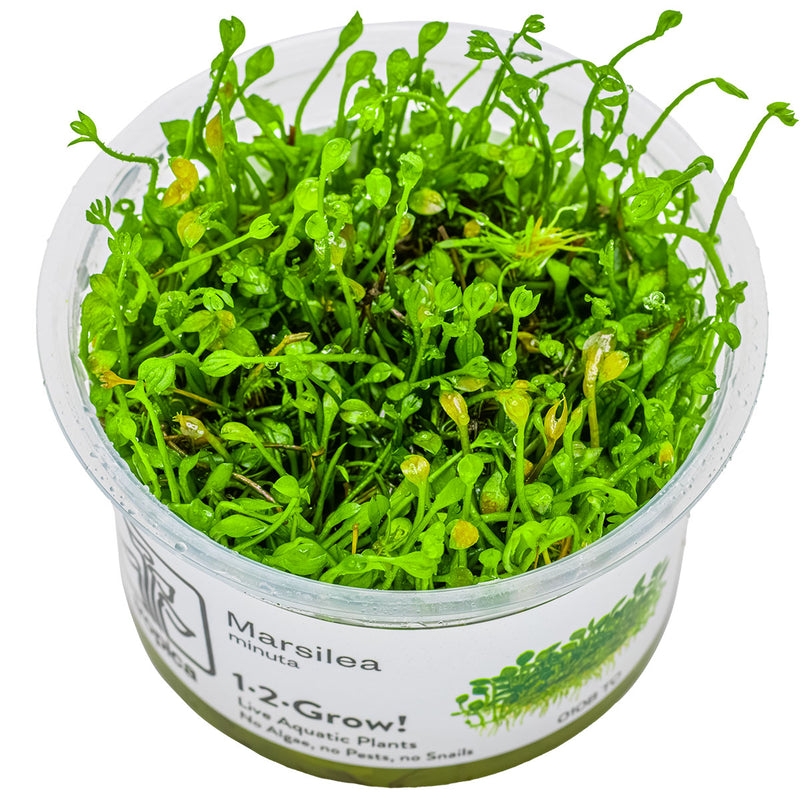 Tropica Marsilea minuta 1-2-Grow!