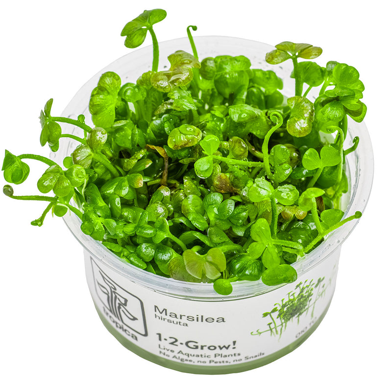 Tropica Marsilea hirsuta 1-2-Grow!