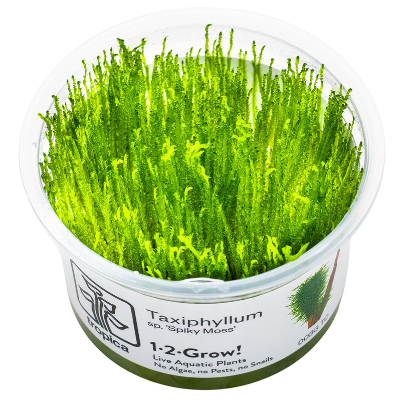 Tropica Taxiphyllum sp. 'Spiky Moss' 1-2 Grow!