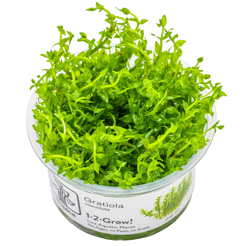Tropica Gratiola viscidula 1-2-Grow!