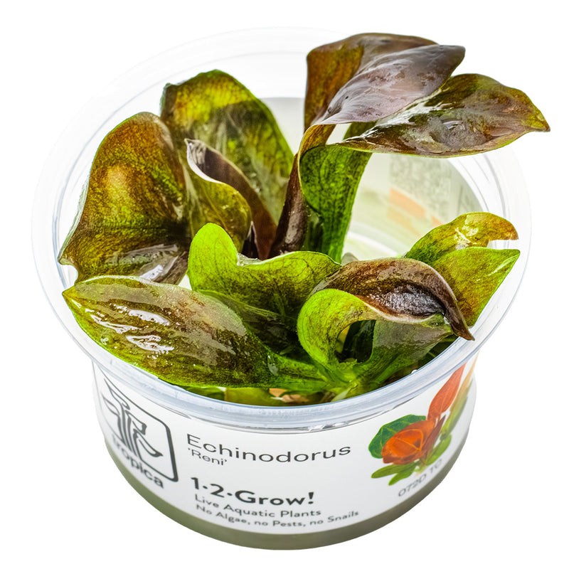Tropica Echinodorus 'Reni' 1-2-Grow!