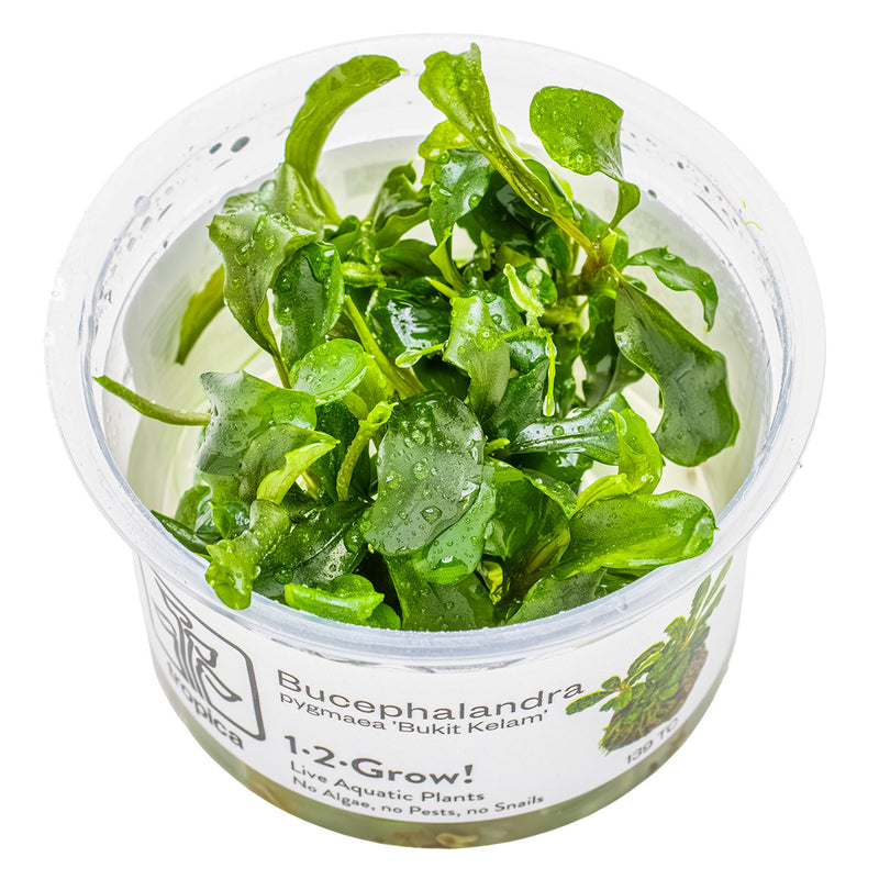 Tropica Bucephalandra pygmaea 'Bukit Kelam' 1-2 Grow!