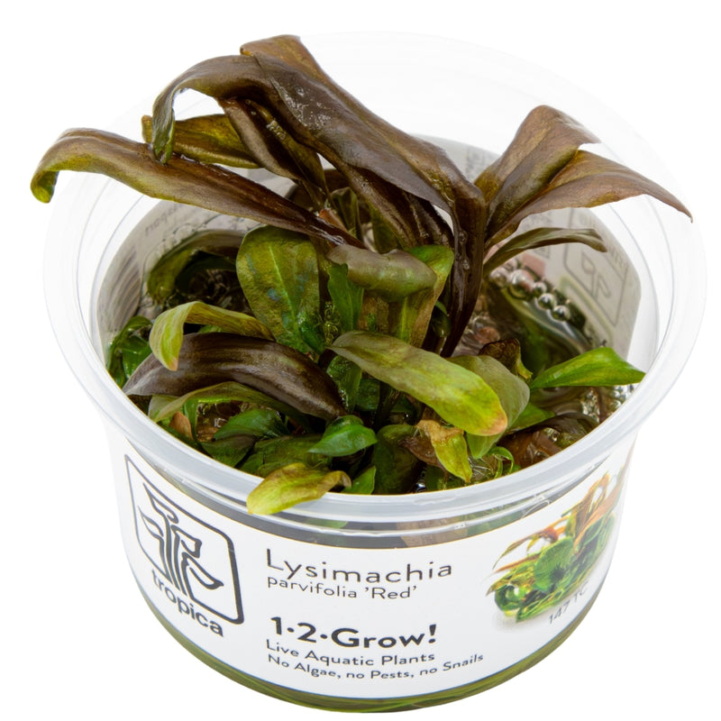 Tropica Lysimachia parvifolia ‘Red’ 1-2-Frow!