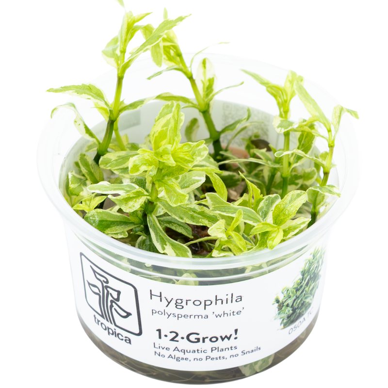 Tropica Hygrophila polysperma 'White' 1-2-Grow!