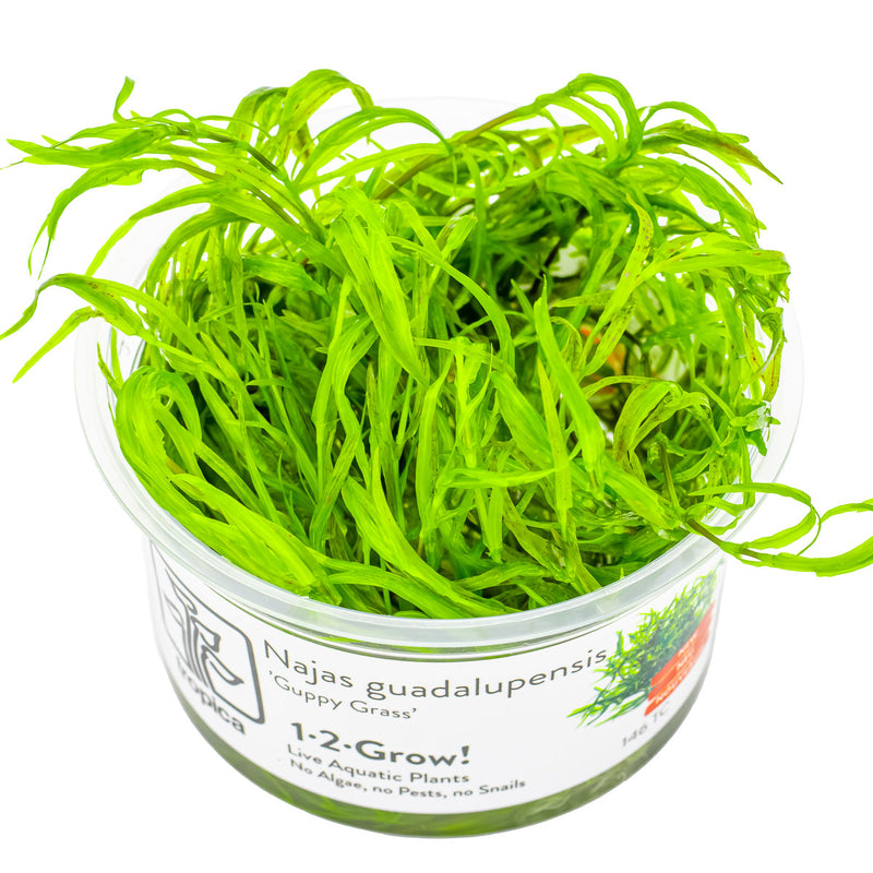 Tropica Najas guadalupensis 'Guppy Grass' 1-2 Grow!