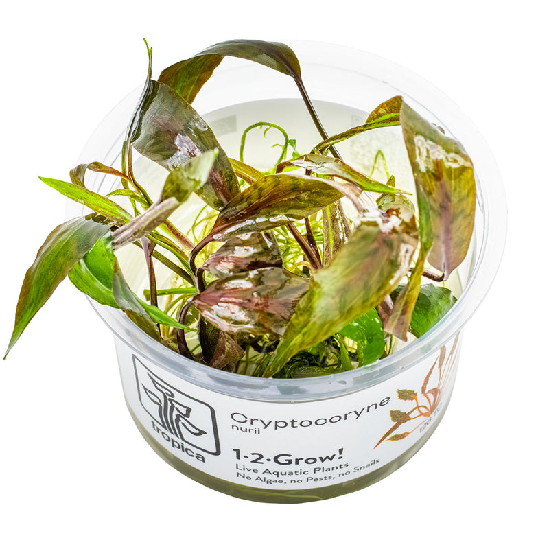 Tropica Cryptocoryne nurii 1-2 Grow!