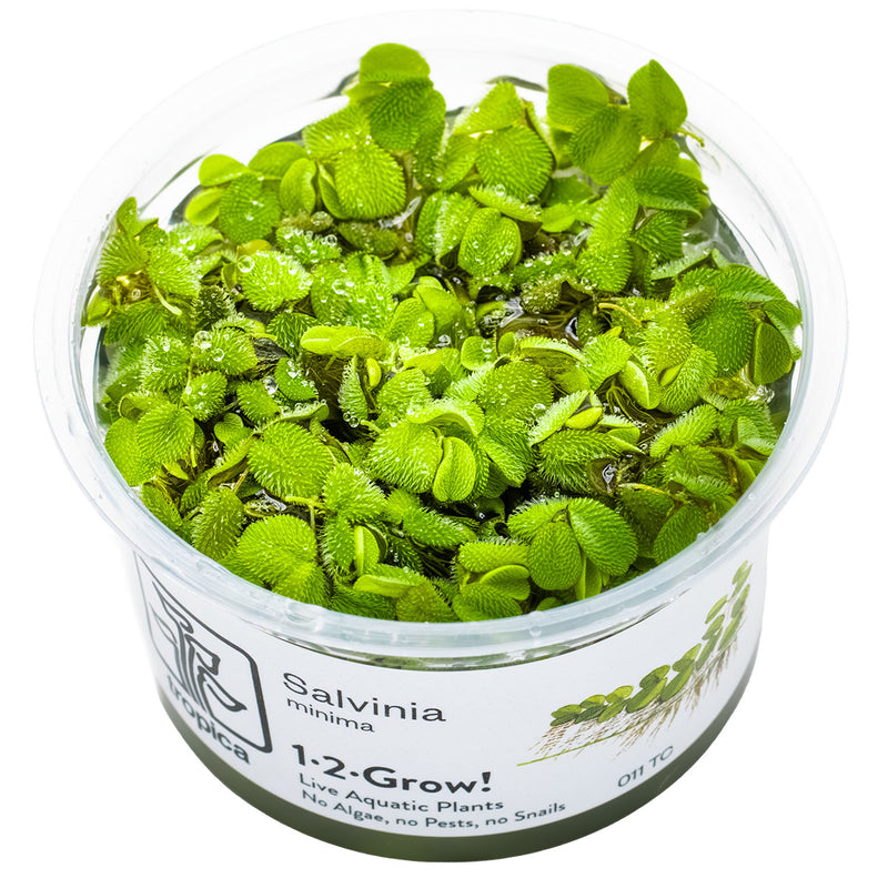 Tropica Salvinia minima 1-2 Grow!