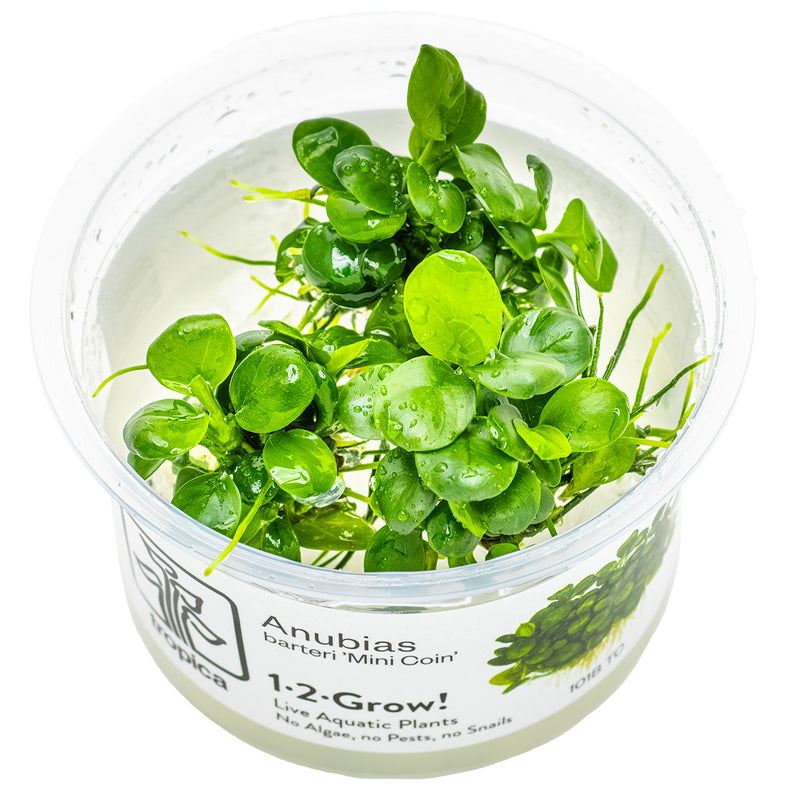 Tropica Anubias barteri 'Mini Coin' 1-2-Grow!