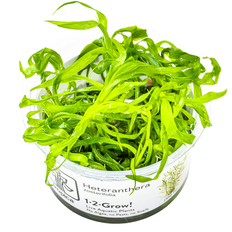 Tropica Heteranthera zosterifolia 1-2-Grow!