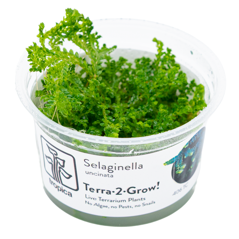 Tropica Selaginella uncinata 1-2-Grow!