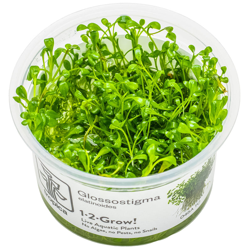 Tropica Glossostigma elatinoides 1-2-Grow!