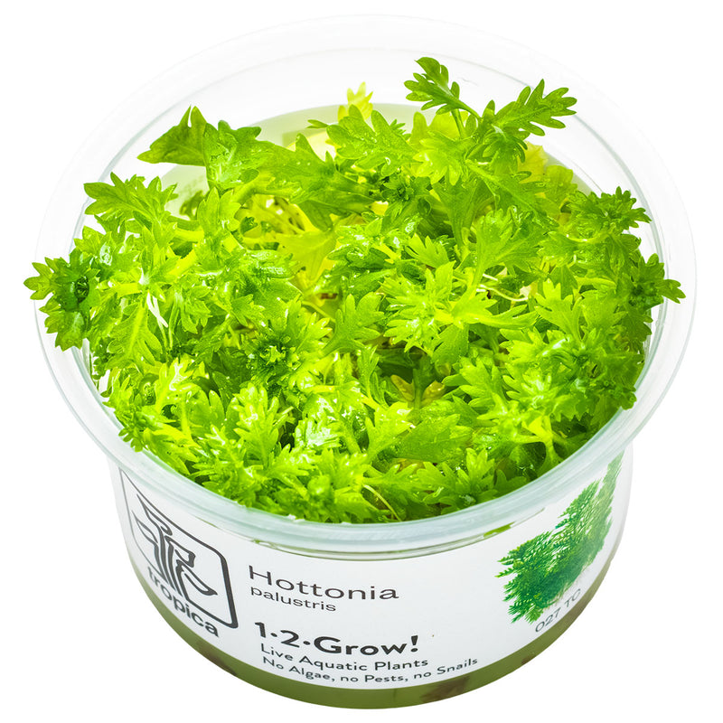 Tropica Hottonia palustris 1-2-Grow!