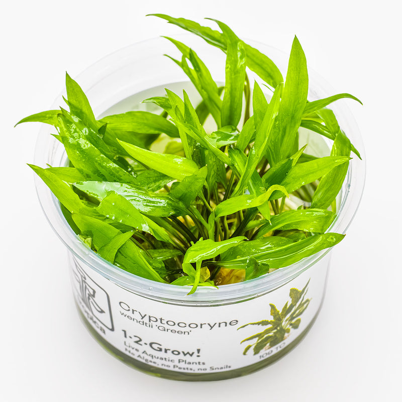 Tropica Cryptocoryne wendtii 'Green' 1-2-Grow!