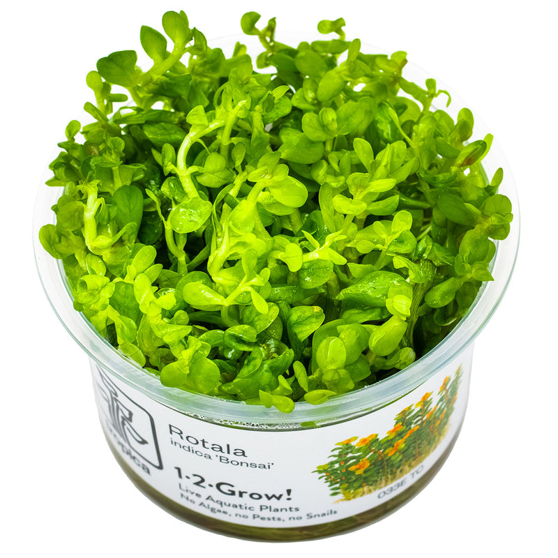 Tropica Rotala indica 'Bonsai' 1-2-Grow!